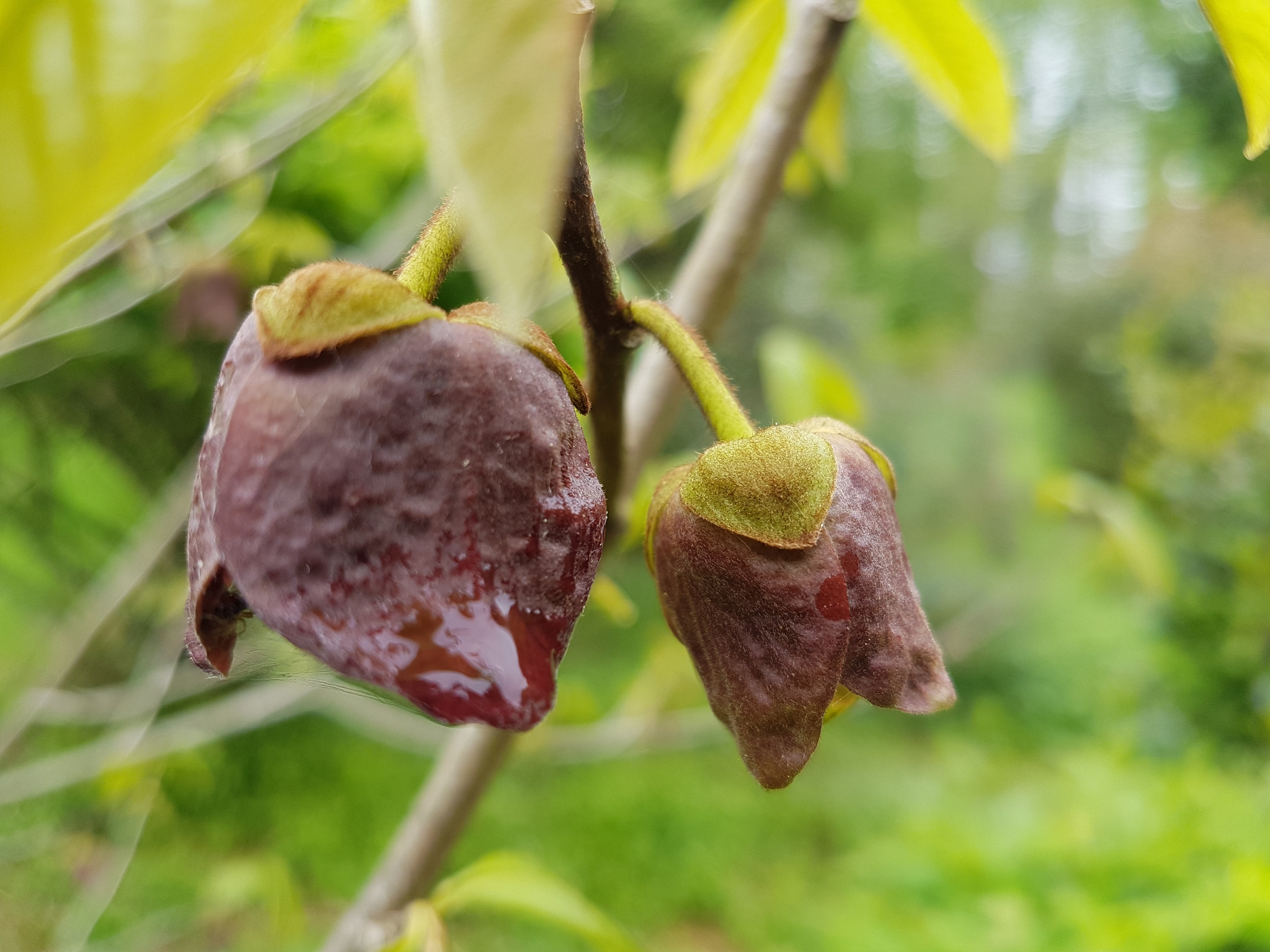 Asimina triloba 'Prolific'