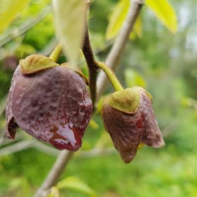 Asimina triloba 'Prolific'