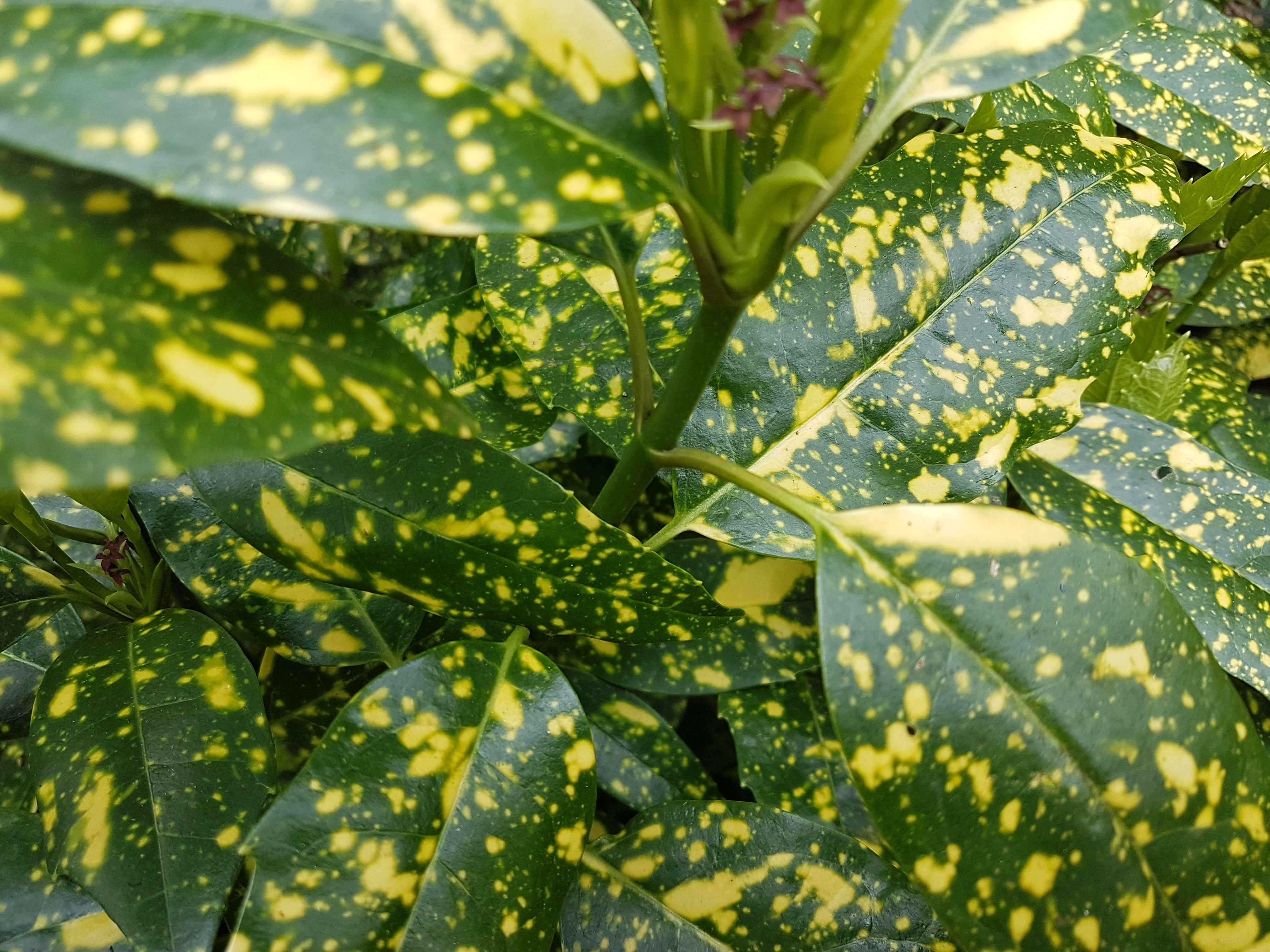 Aucuba japonica 'Variegata'