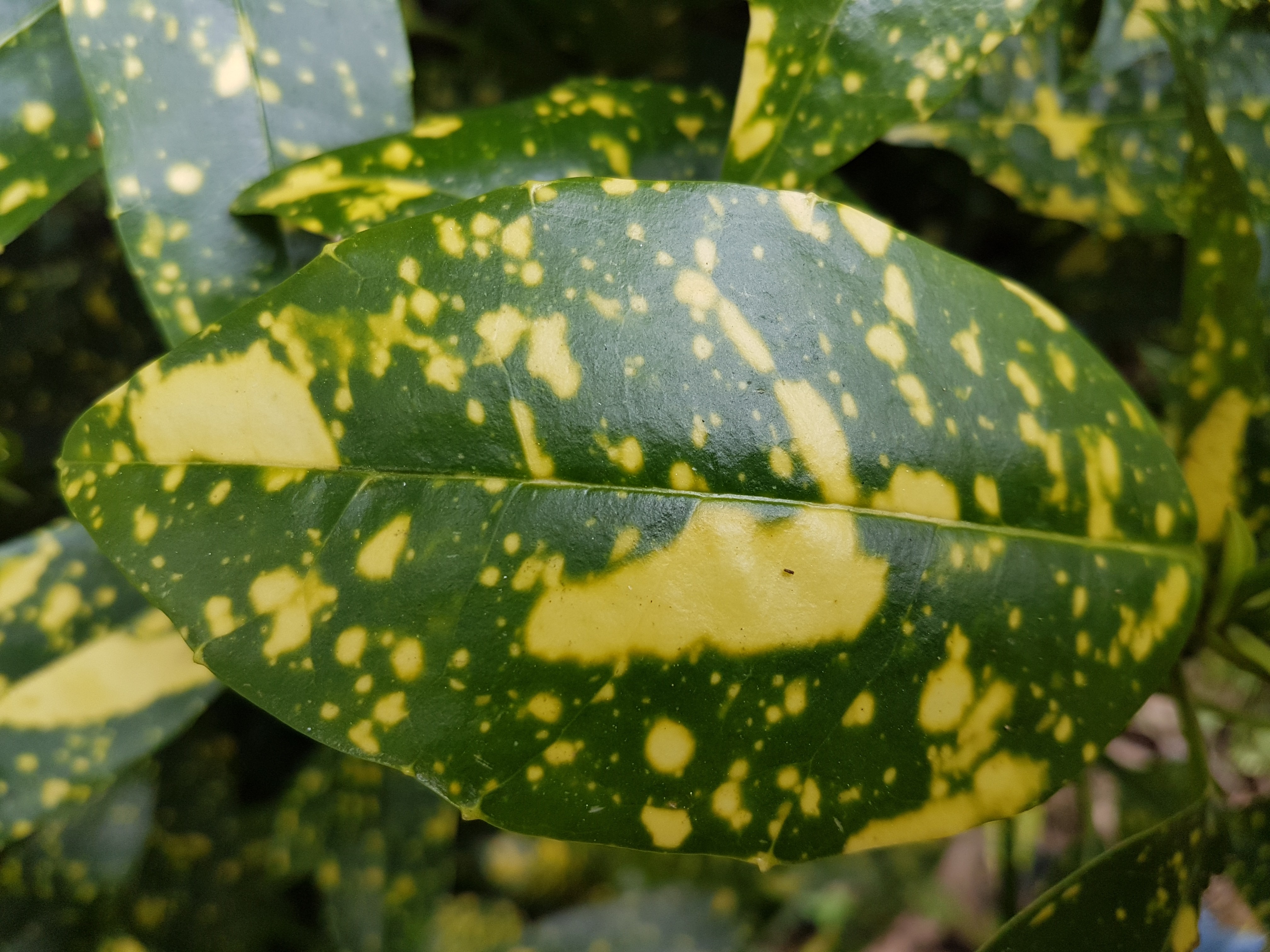 Aucuba japonica 'Variegata'