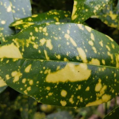 Aucuba japonica 'Variegata'