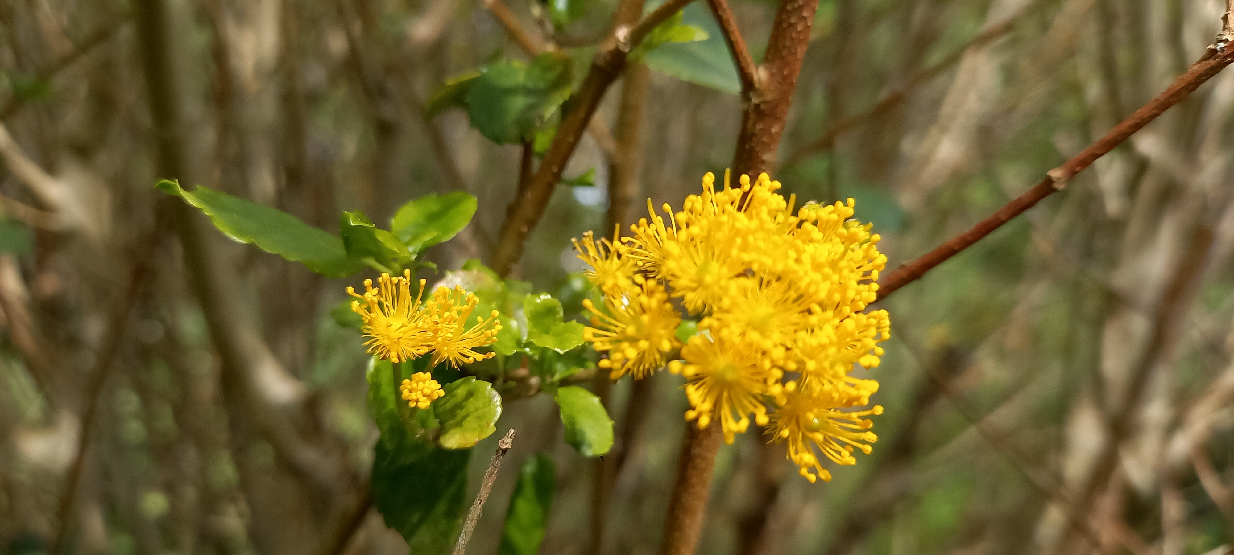 Azara serrata