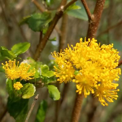 Azara serrata