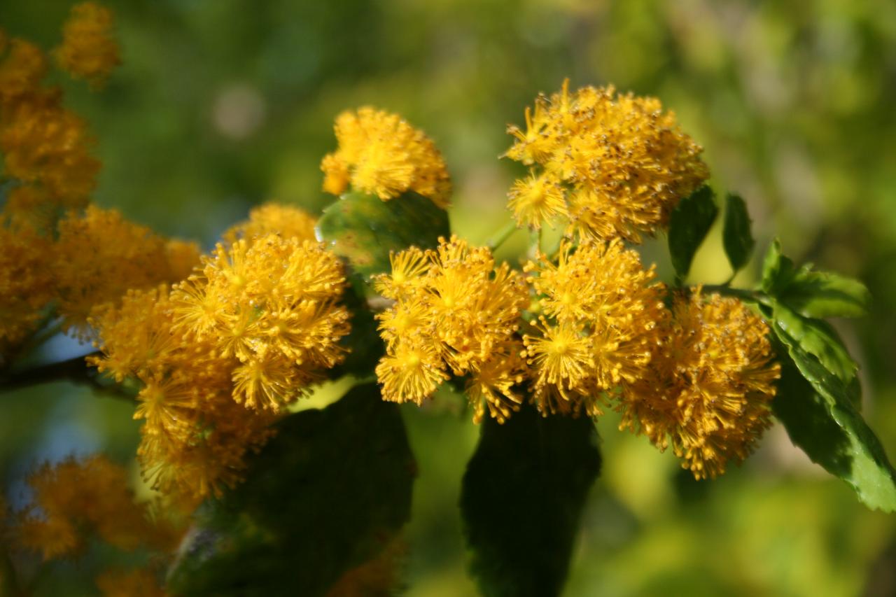 Azara serrata