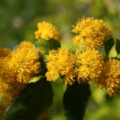 Azara serrata