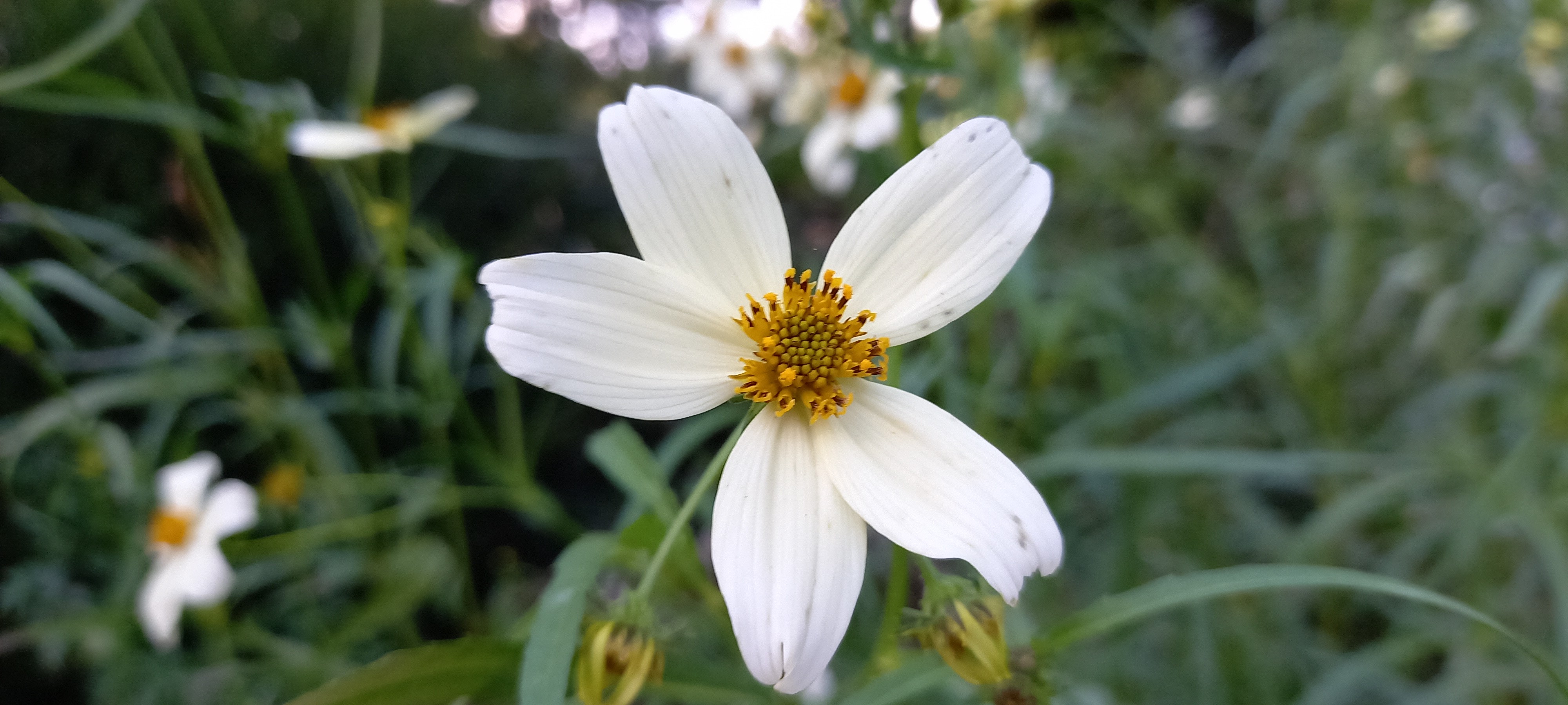 Bidens aurea