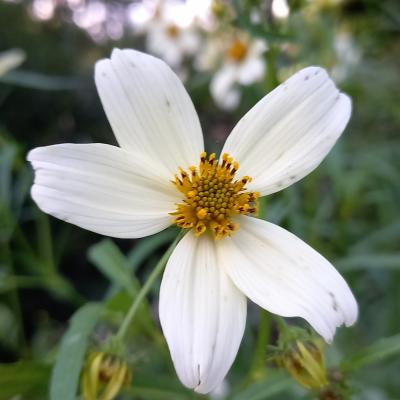 Bidens aurea