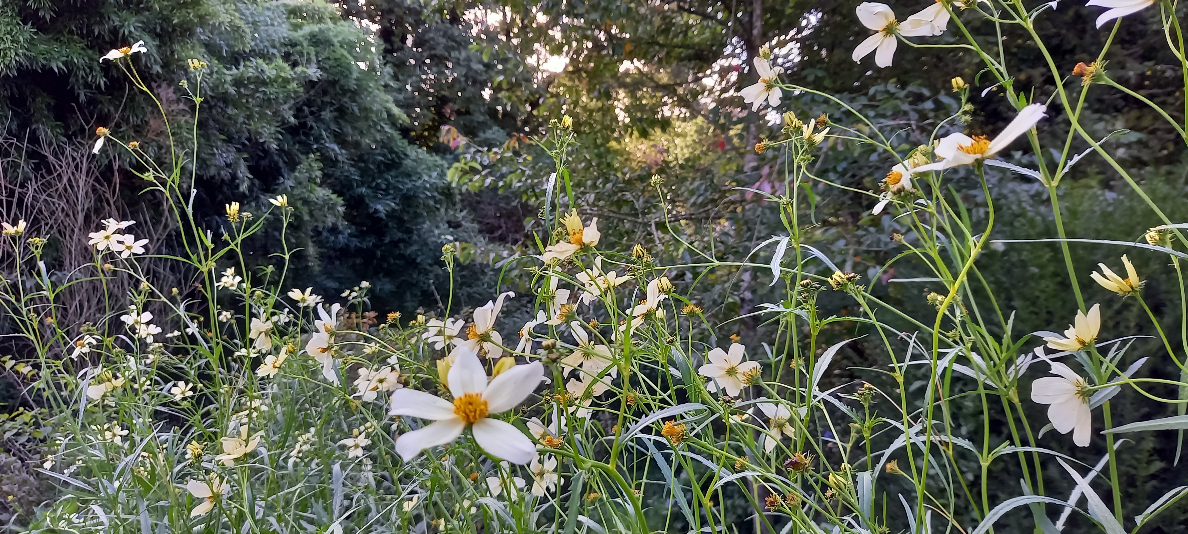 Bidens aurea