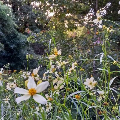 Bidens aurea