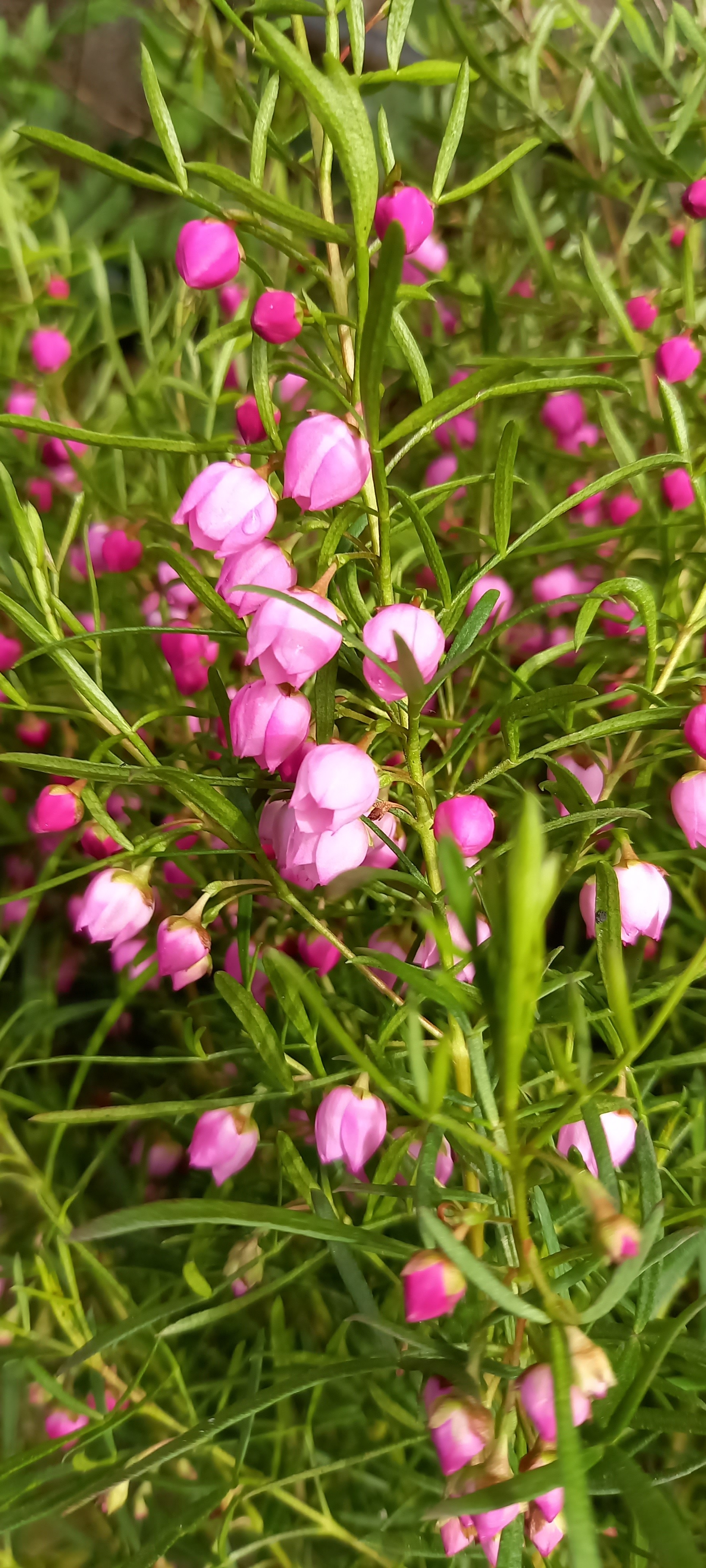 Boronia xheterophylla