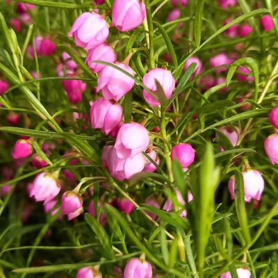 Boronia xheterophylla