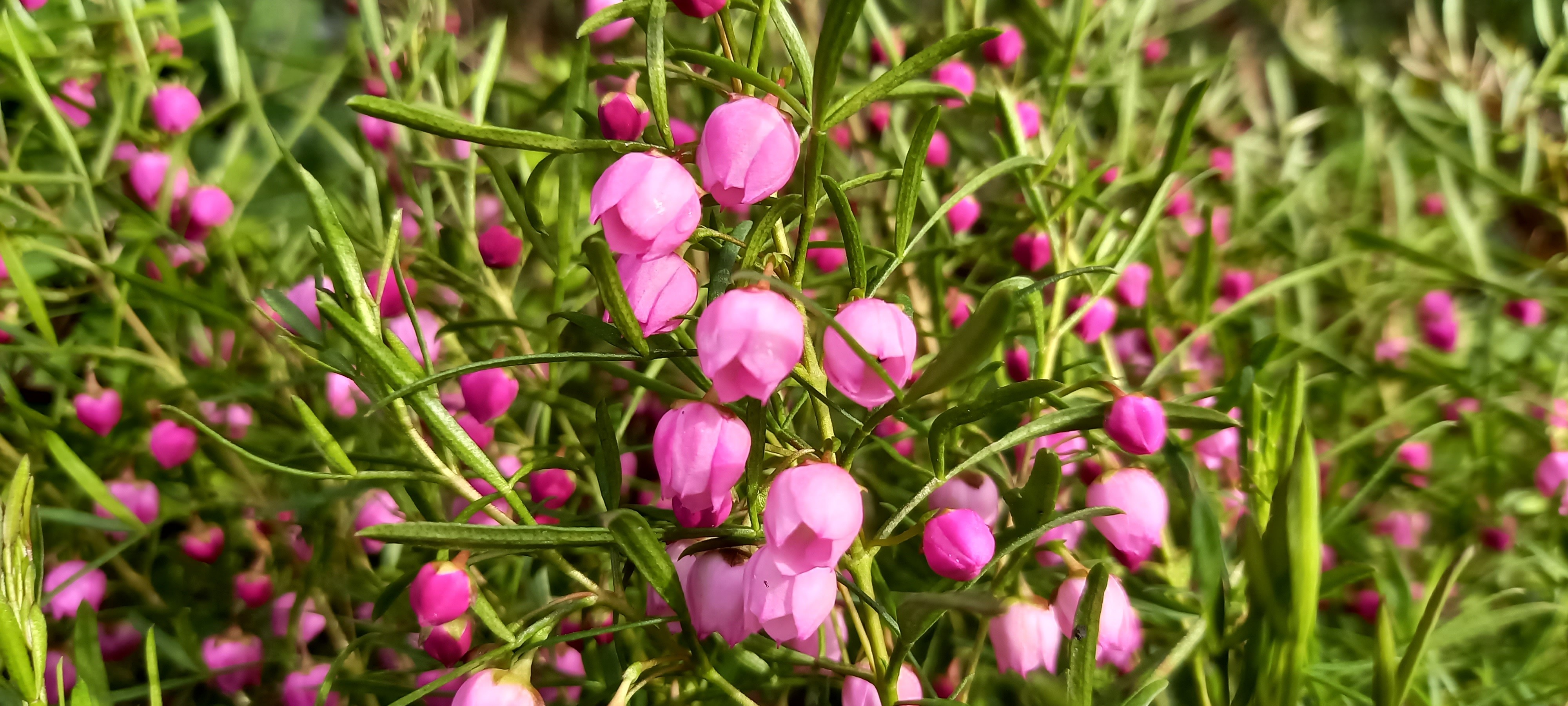 Boronia xheterophylla