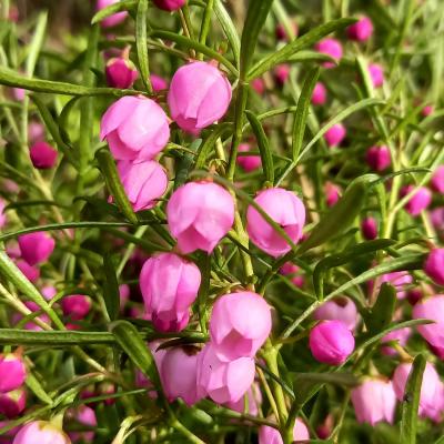 Boronia xheterophylla