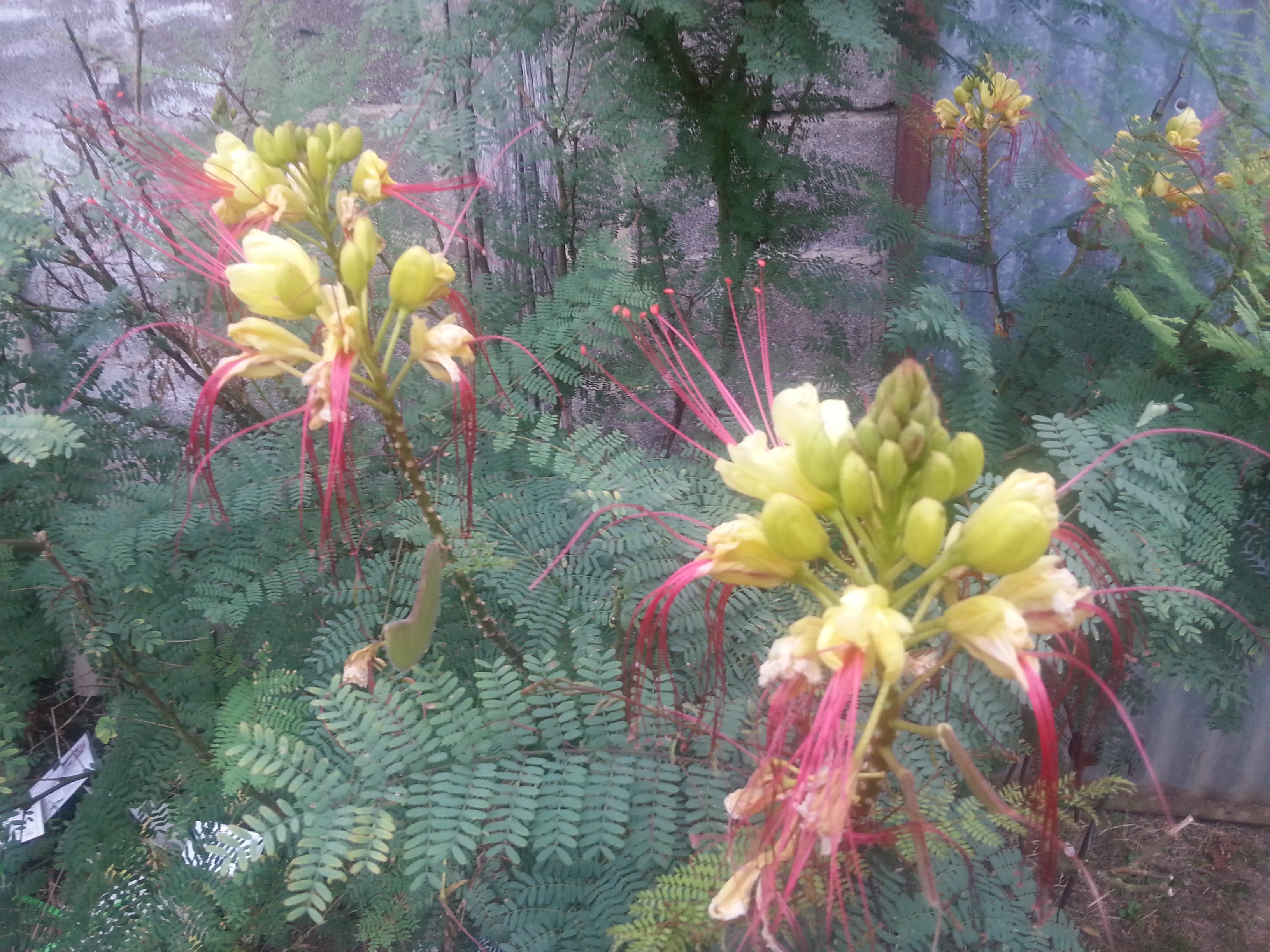 Caesalpinia gilliesii