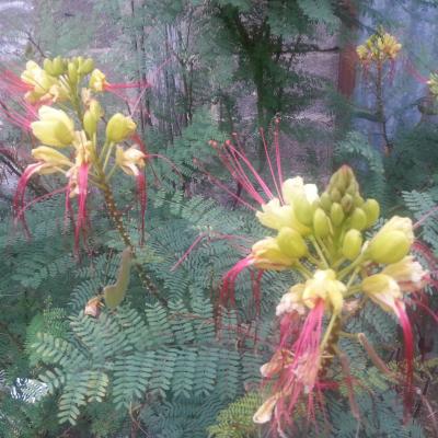 Caesalpinia gilliesii