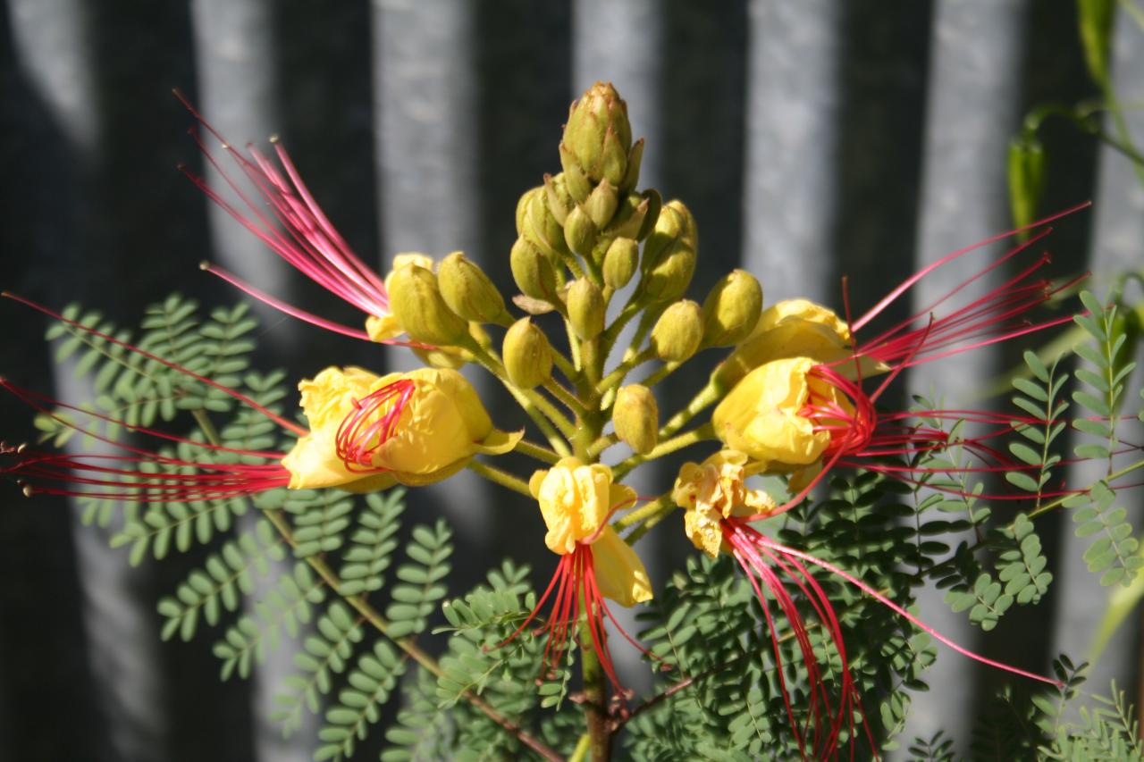 Caesalpinia gilliesii