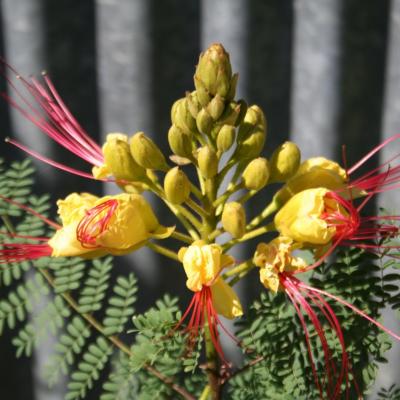 Caesalpinia gilliesii