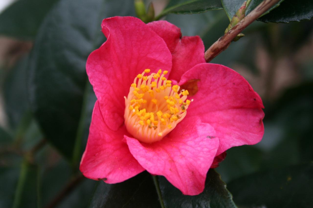 Camellia japonica 'Sandrine' AL-S-03-9-