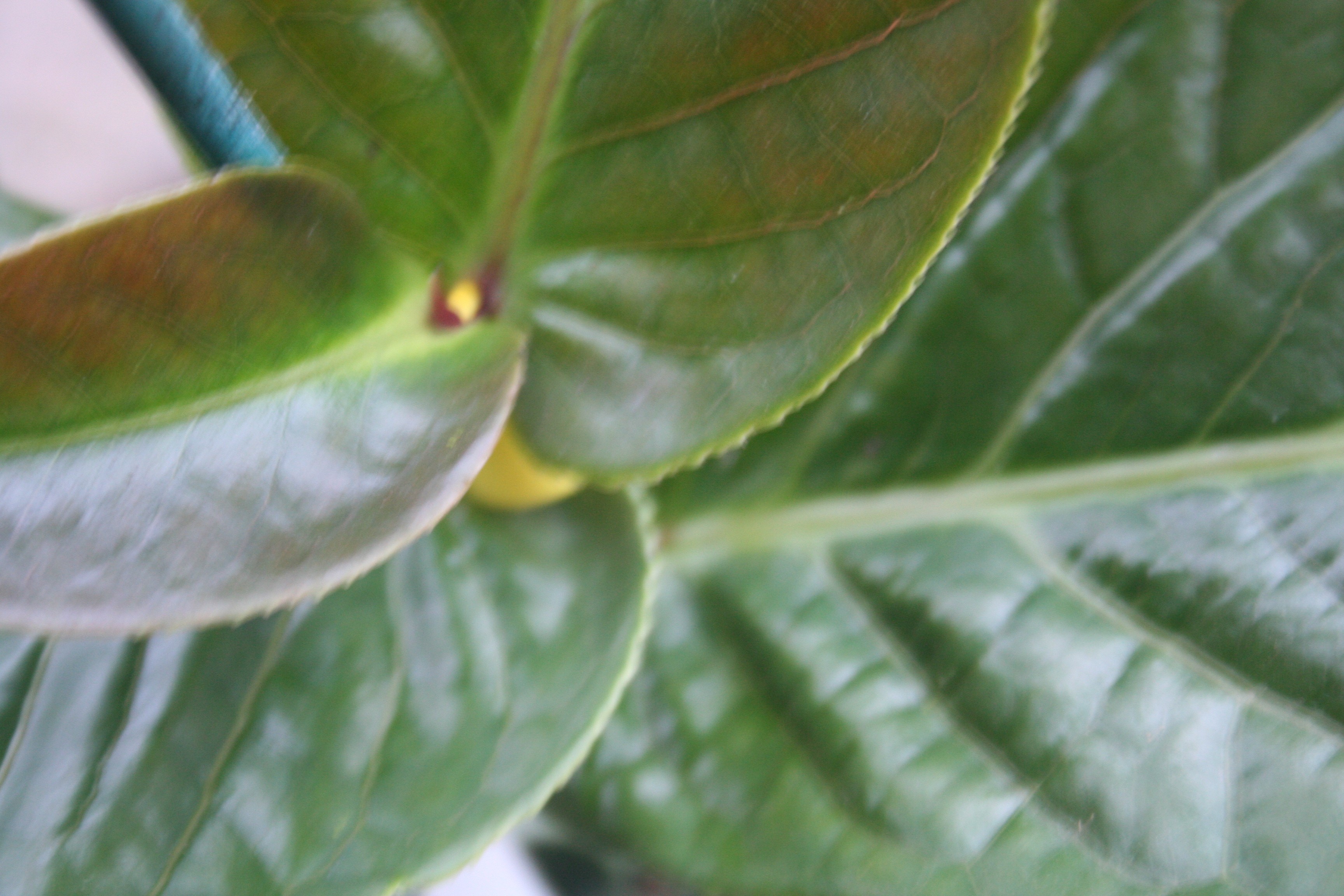 Camellia amplexicaulis