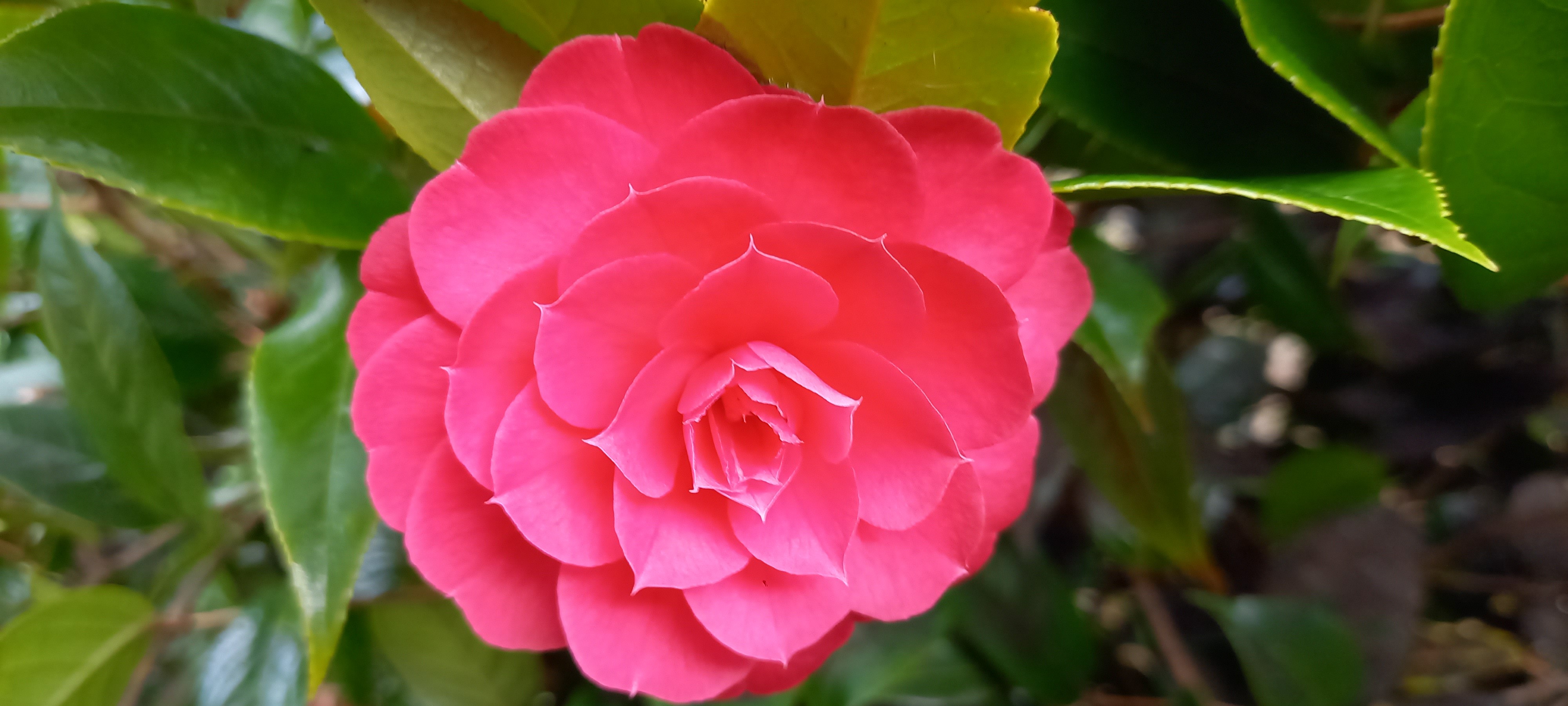 Camellia edithae