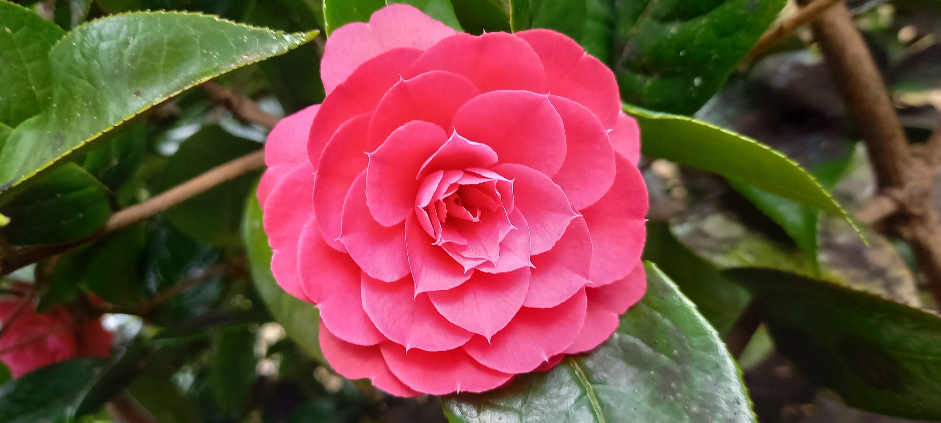 Camellia edithae