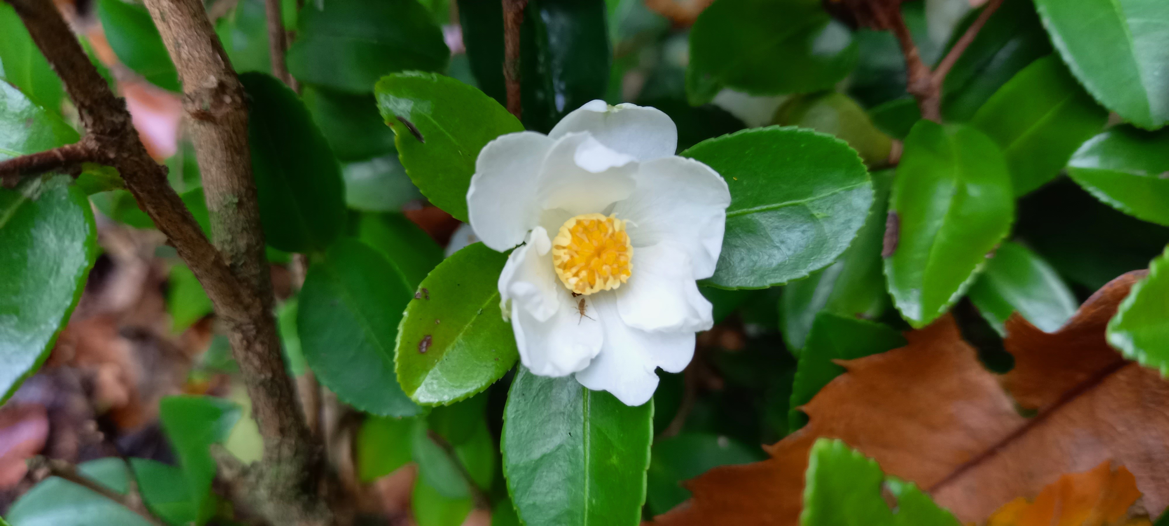 Camellia microphylla