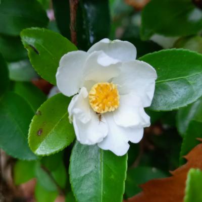 Camellia microphylla