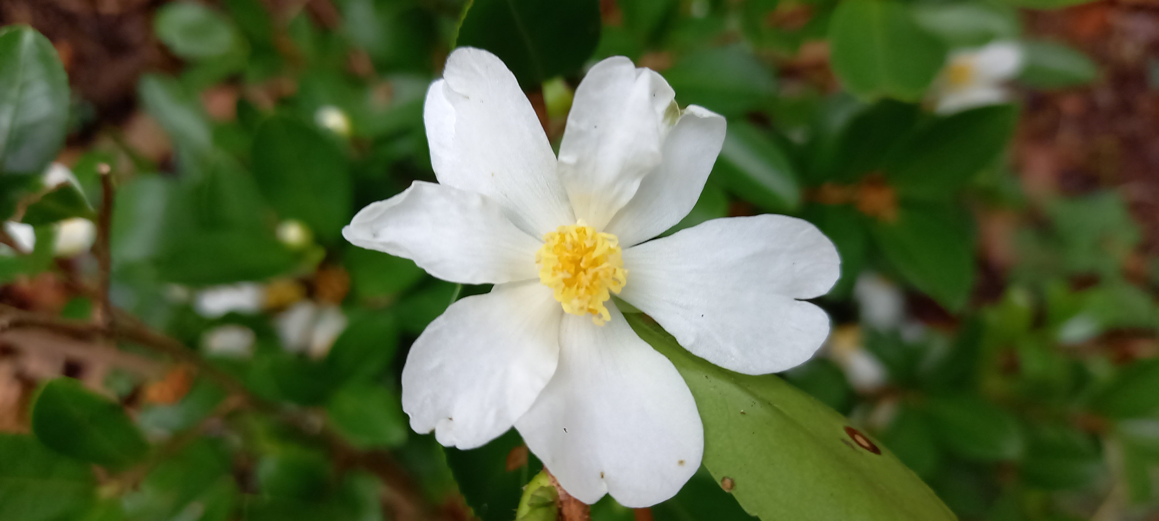 Camellia microphylla