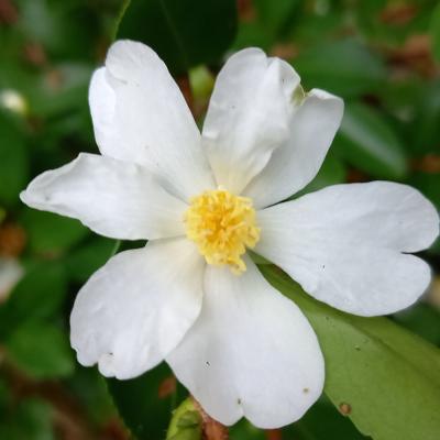 Camellia microphylla