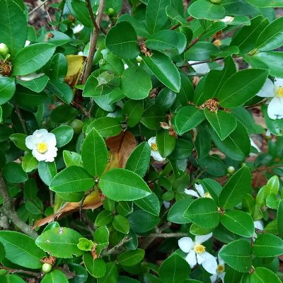 Camellia microphylla