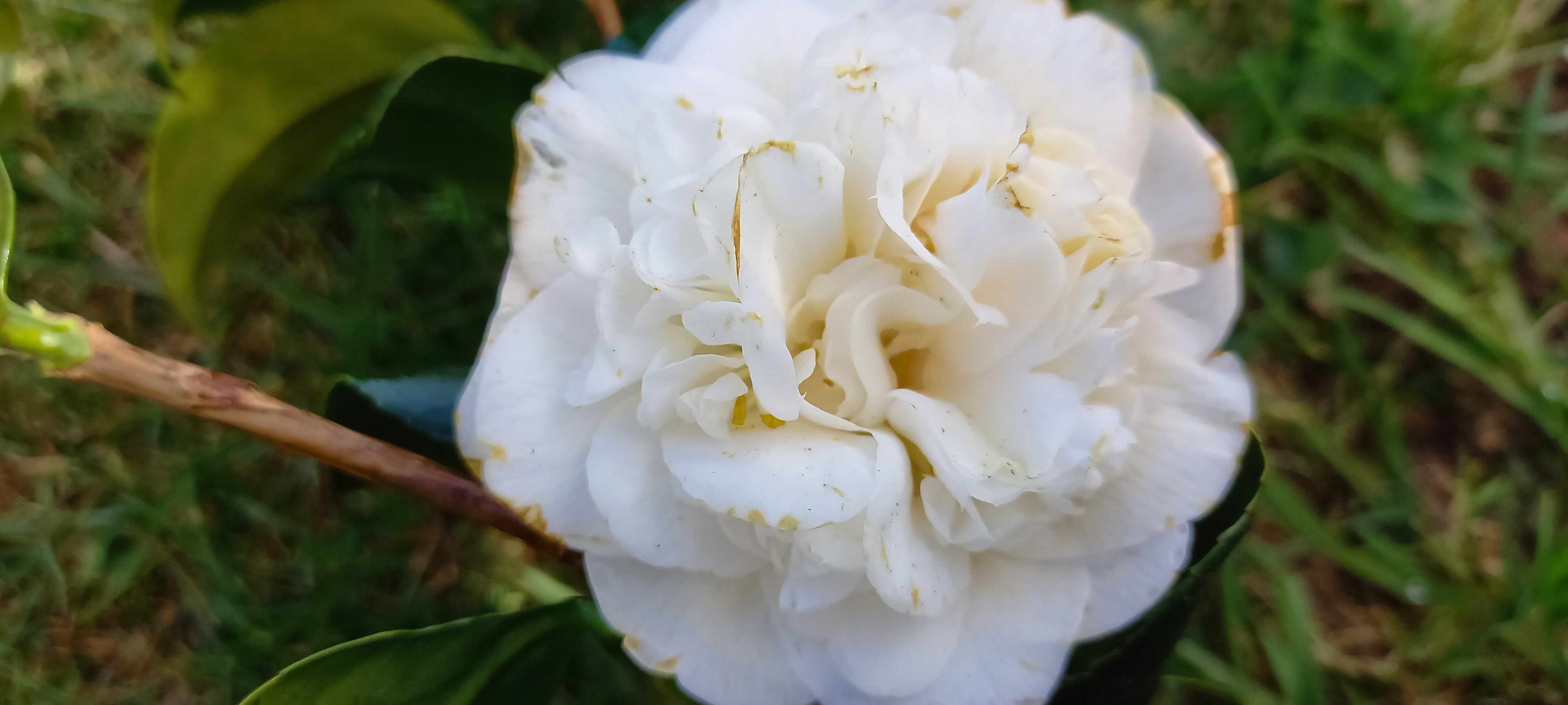 Camellia 'Clément' 