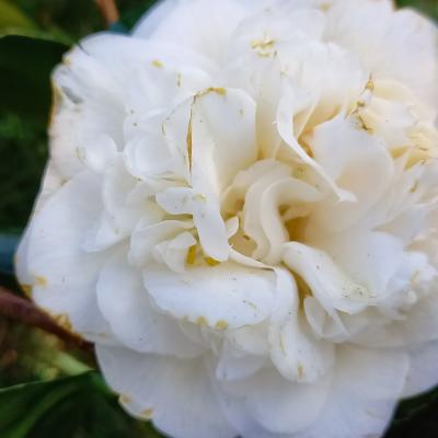 Camellia 'Clément' 