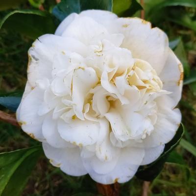 Camellia 'Clément' 