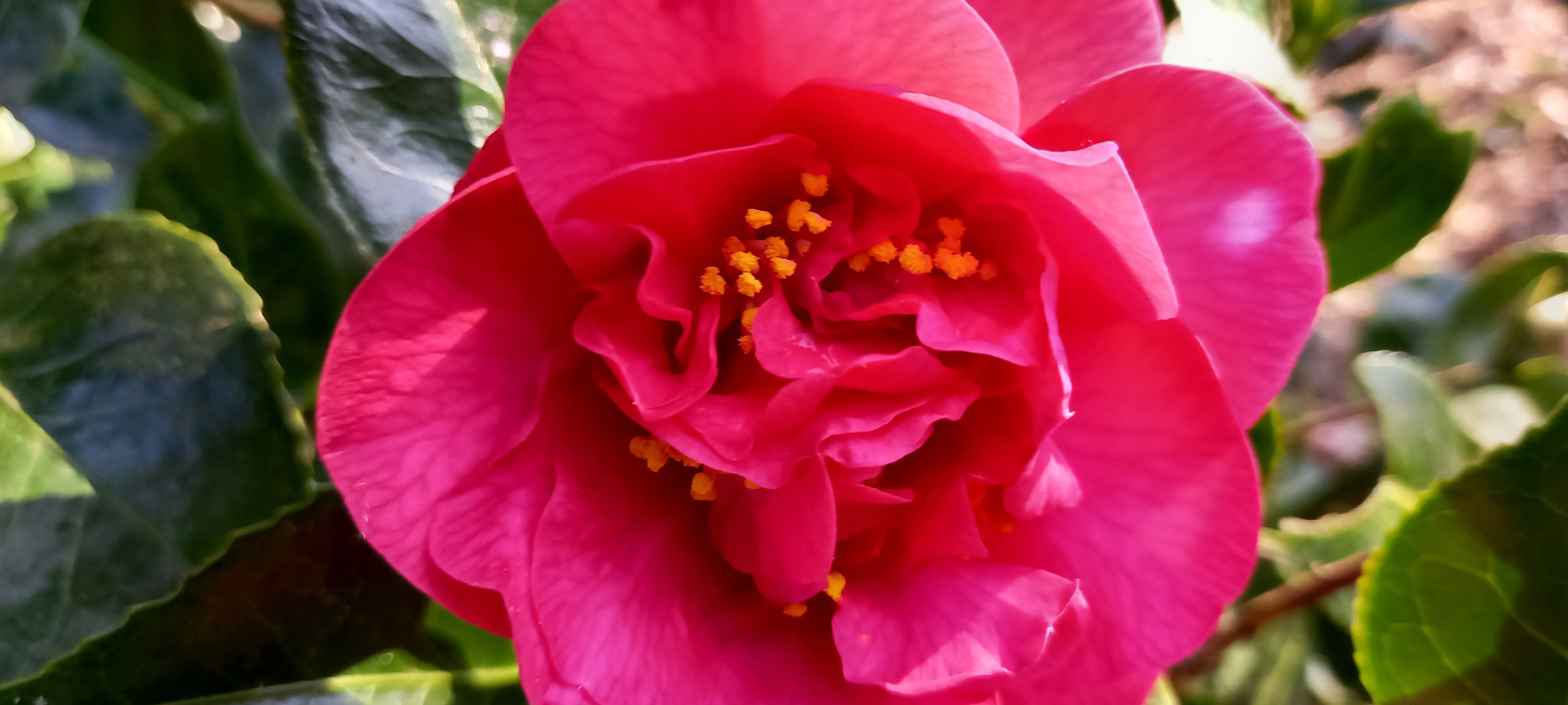 Camellia 'cultivar indeterminé' 'Australis' C10