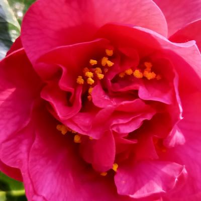 Camellia 'cultivar indeterminé' 'Australis' C10