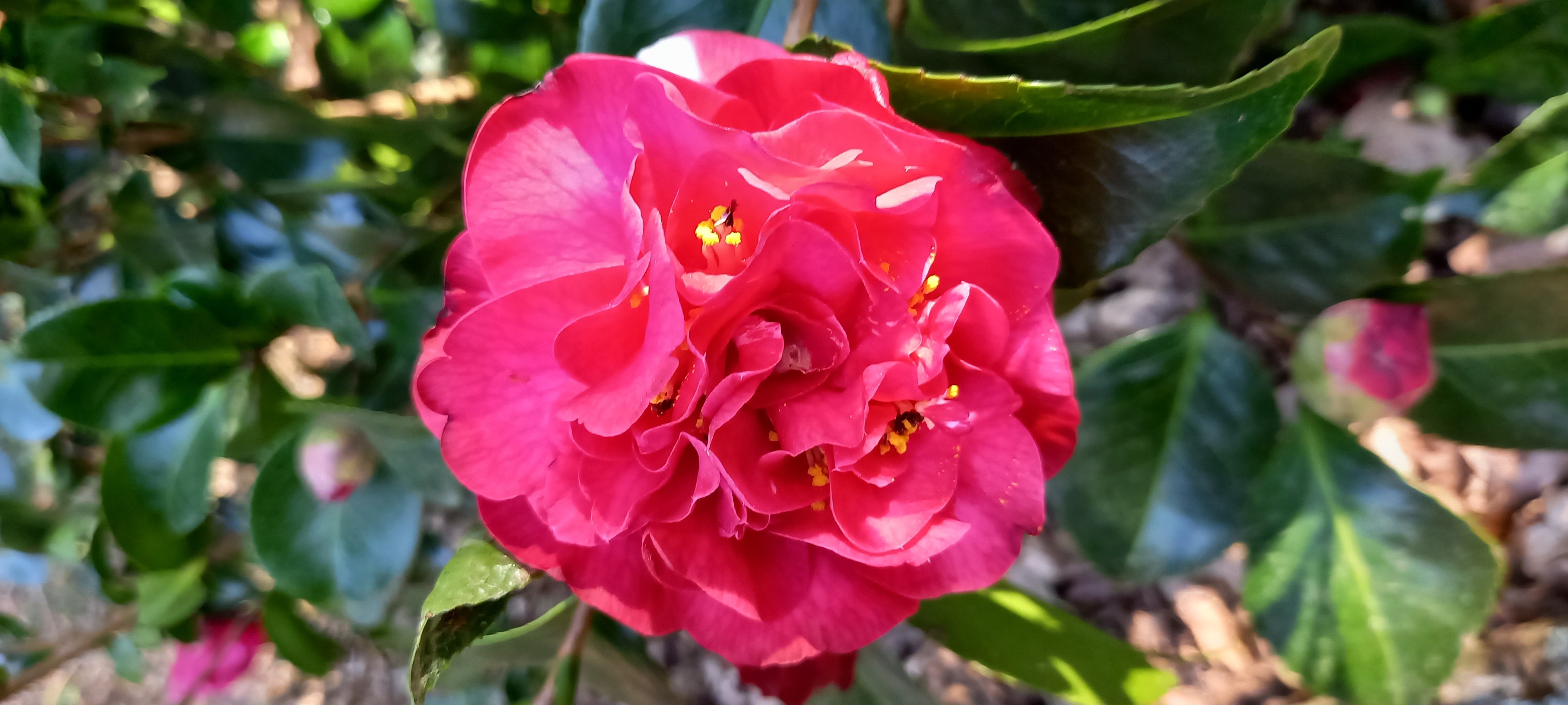 Camellia 'cultivar indeterminé' 'Australis' C10