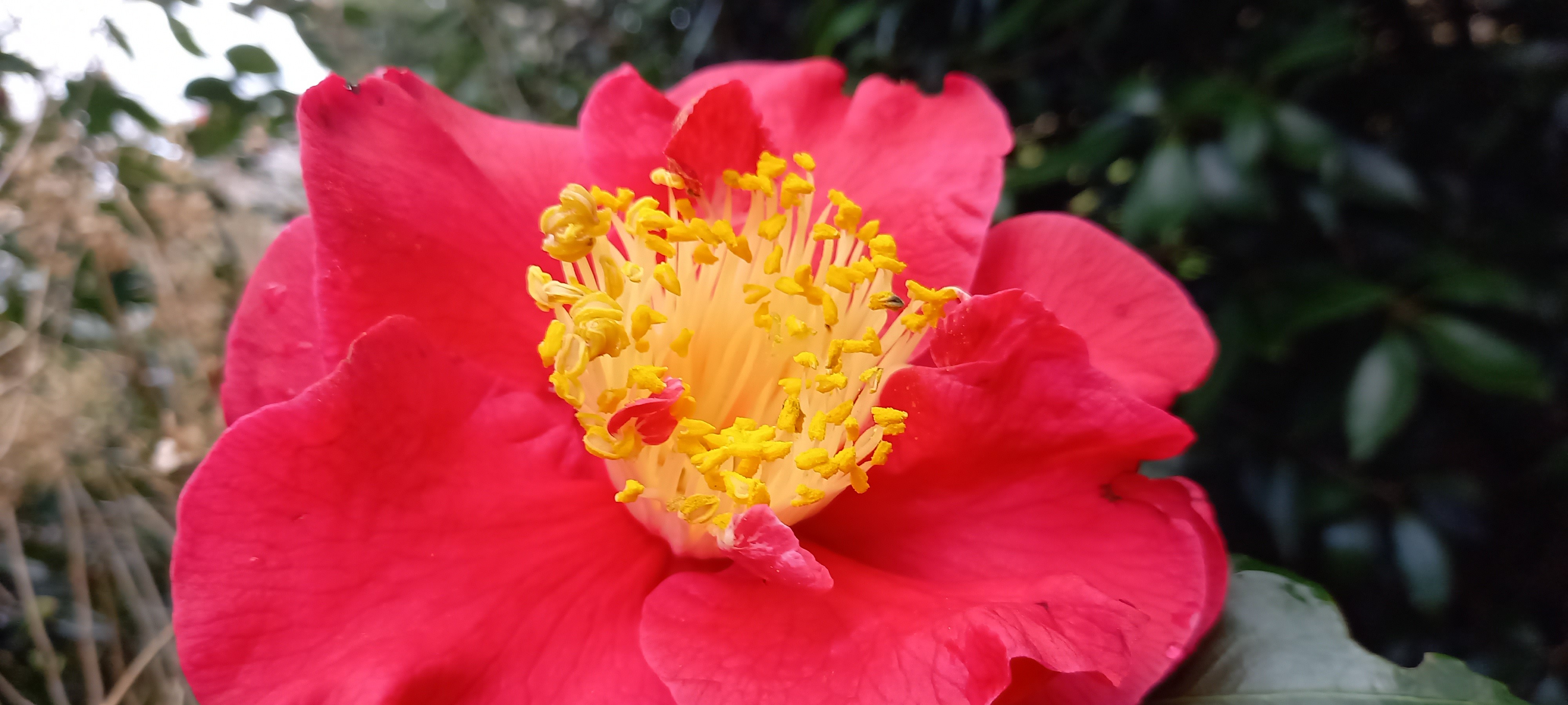 Camellia 'cultivar indeterminé' 'Grand Prix' J2