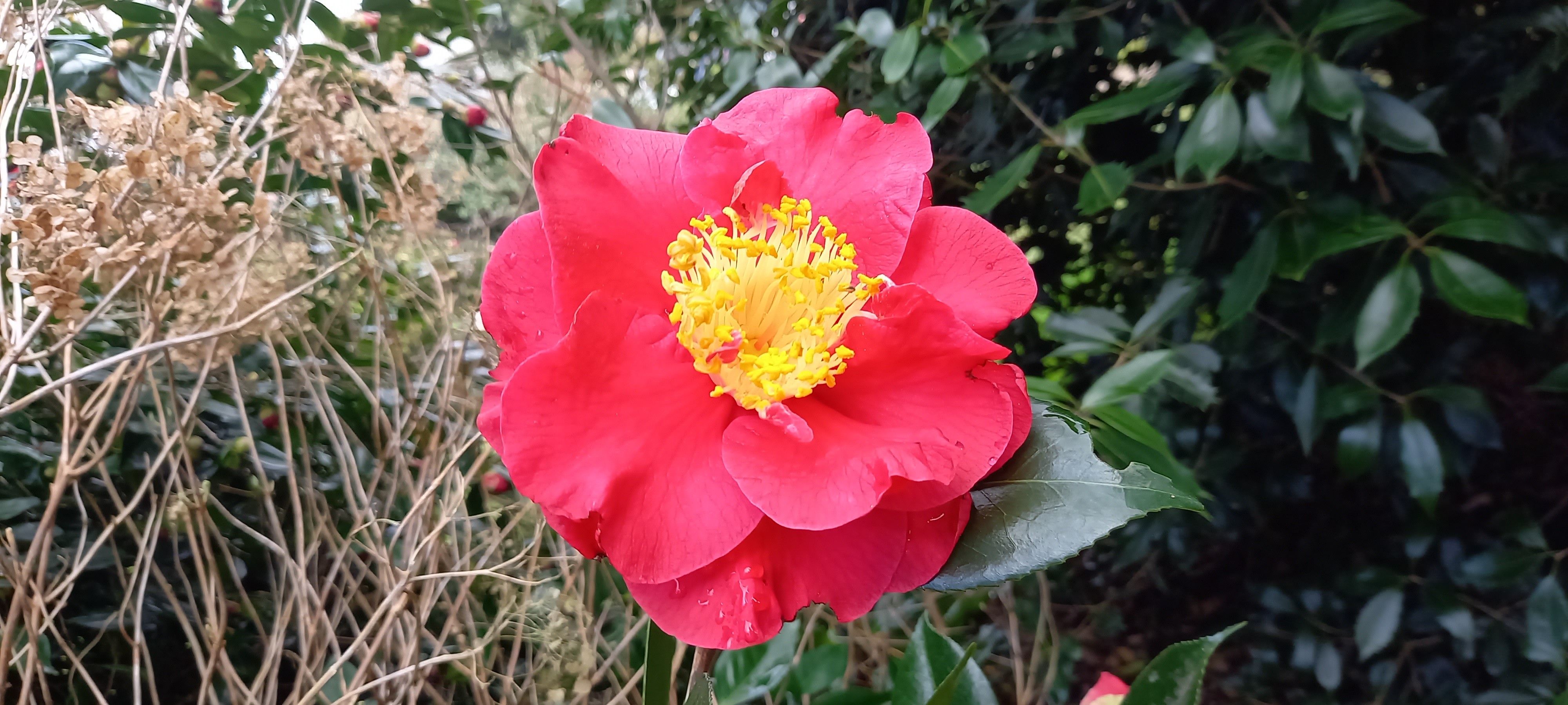 Camellia 'cultivar indeterminé' 'Grand Prix' J2