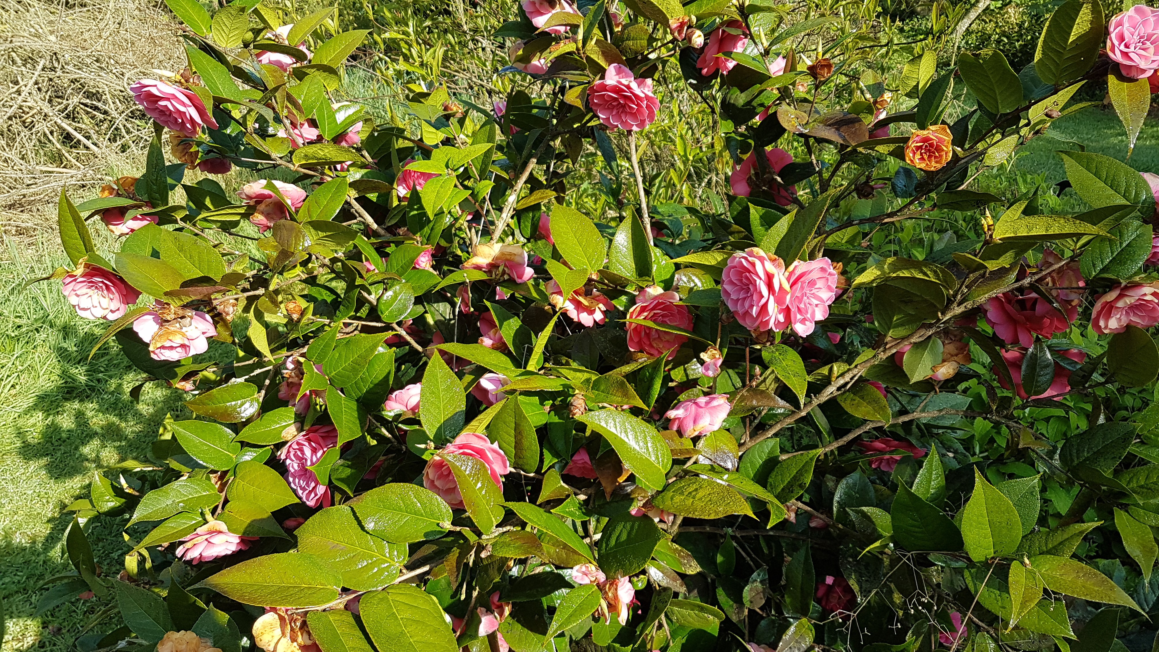 Camellia edithae