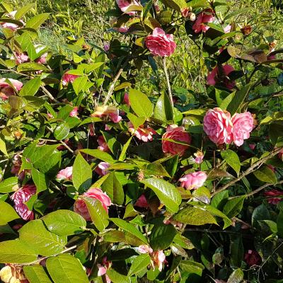 Camellia edithae