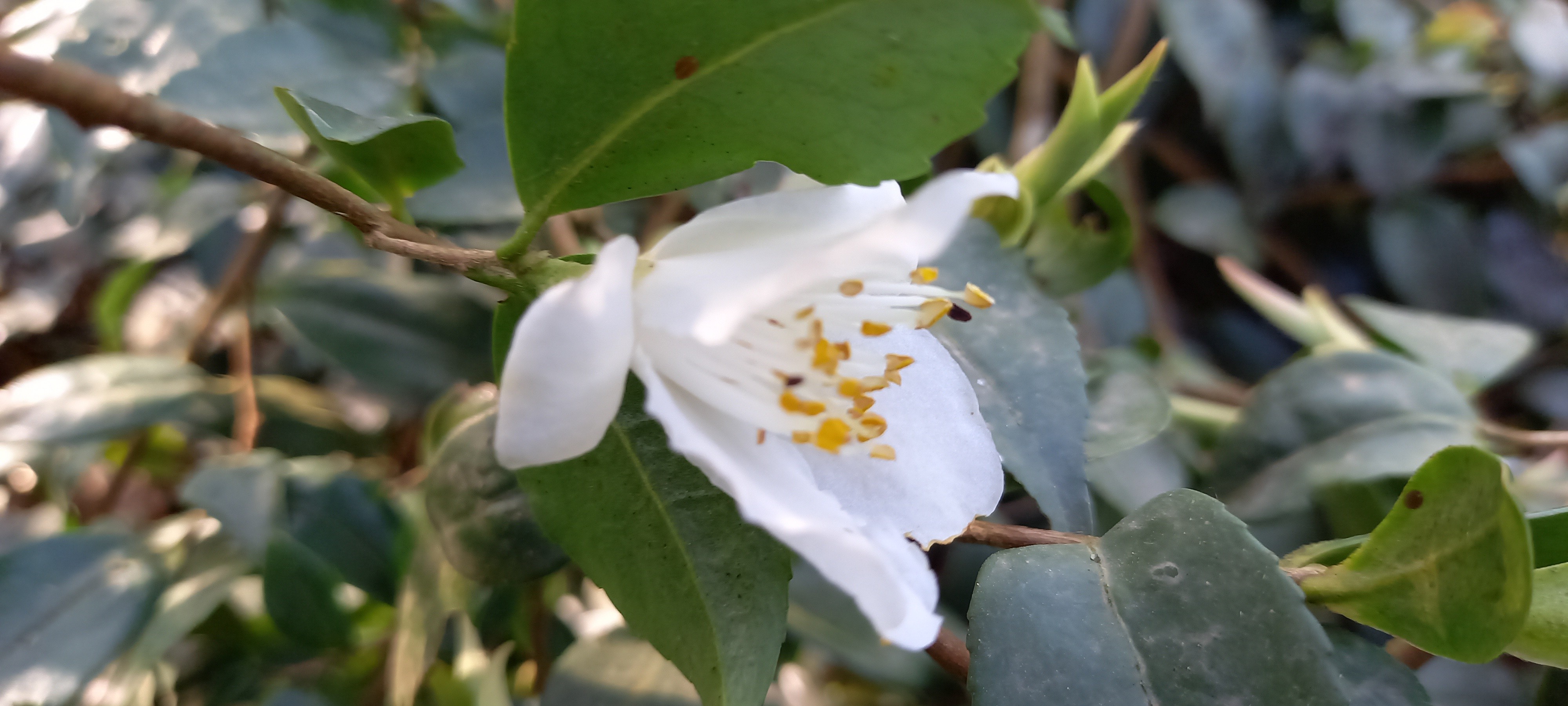 Camellia fraterna