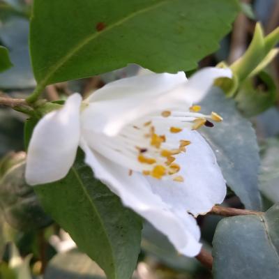 Camellia fraterna