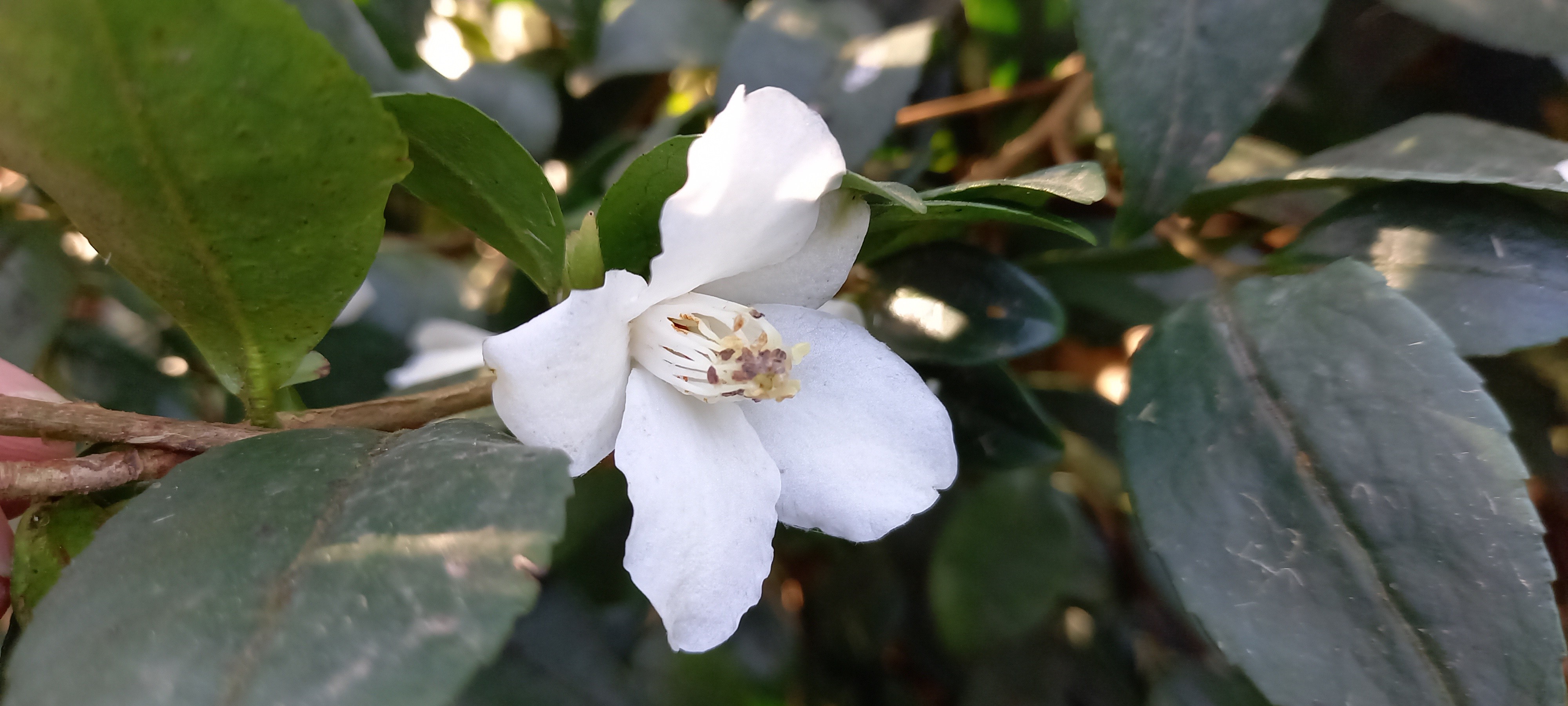 Camellia fraterna