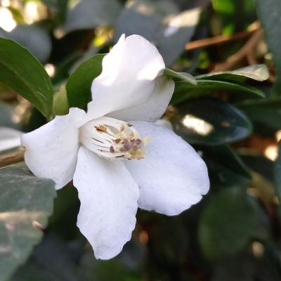 Camellia fraterna