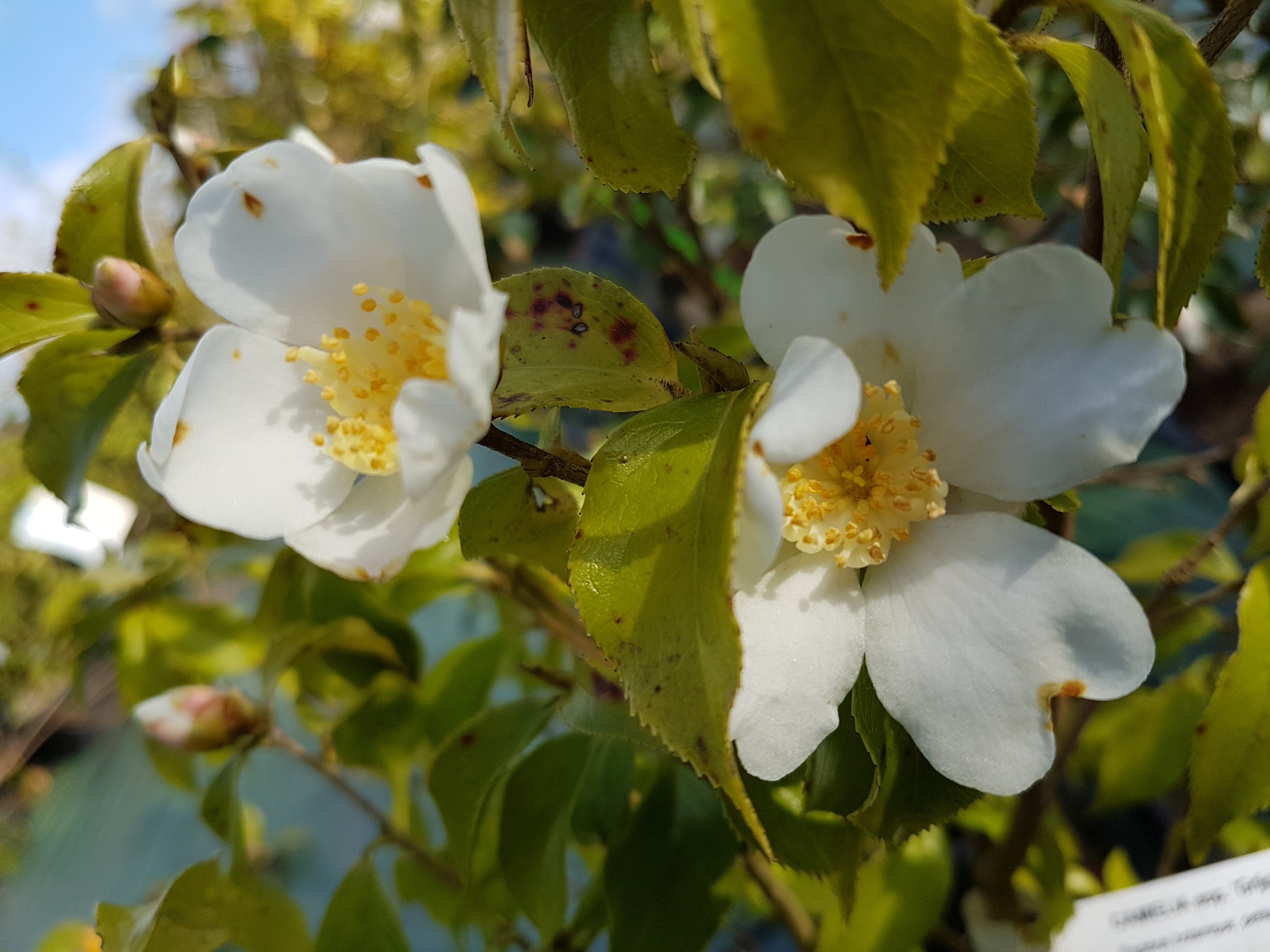 Camellia grijsii