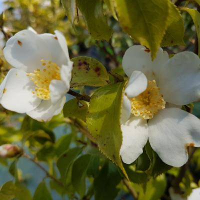 Camellia grijsii