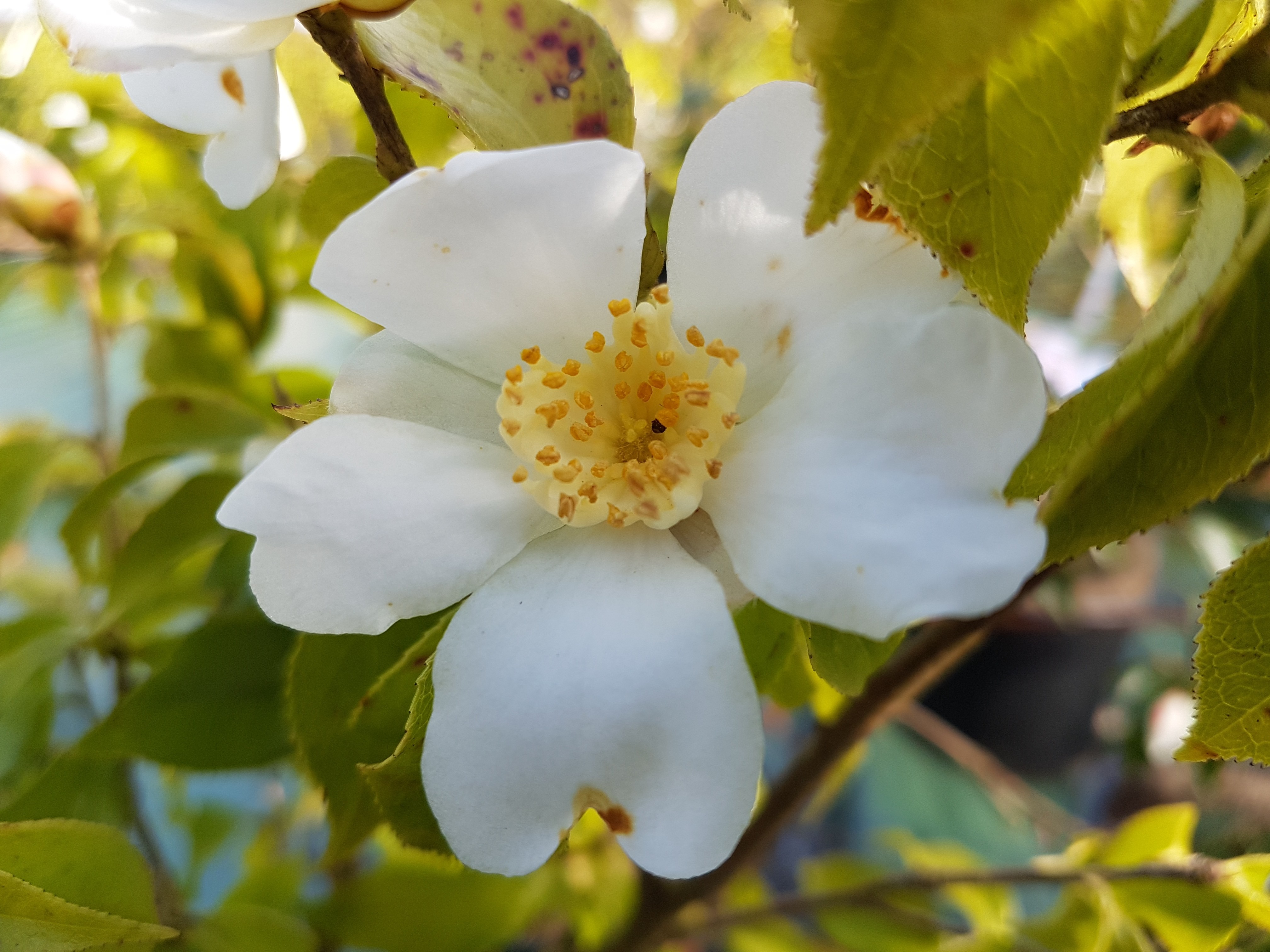 Camellia grijsii