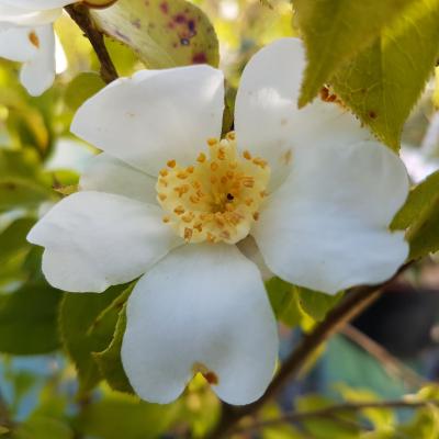 Camellia grijsii