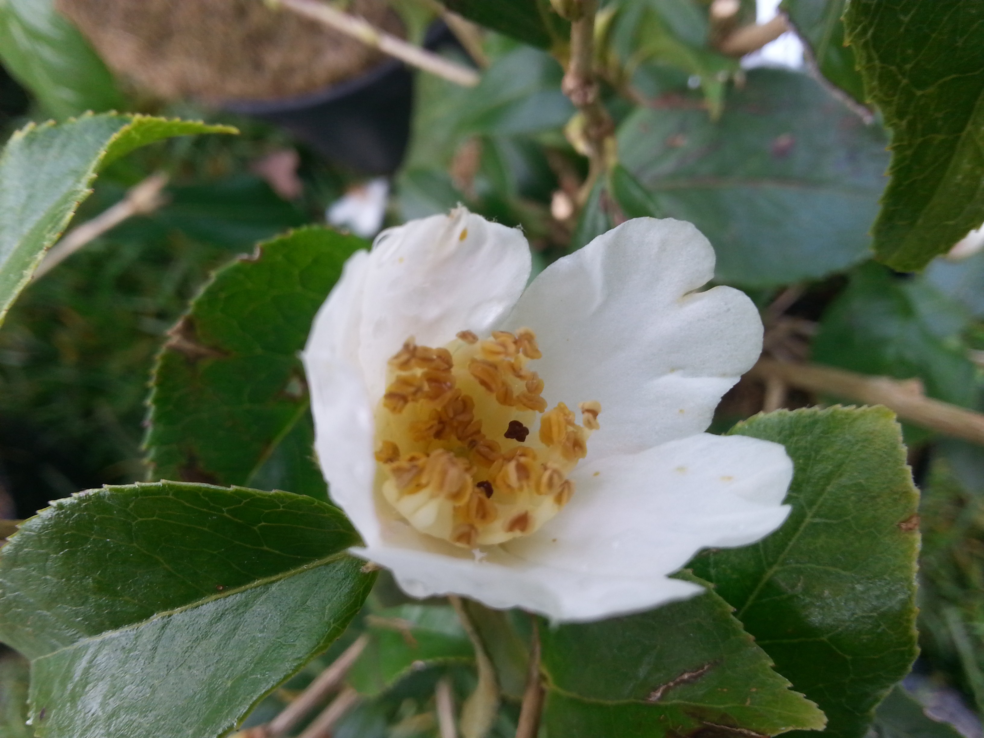 Camellia grijsii