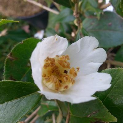 Camellia grijsii